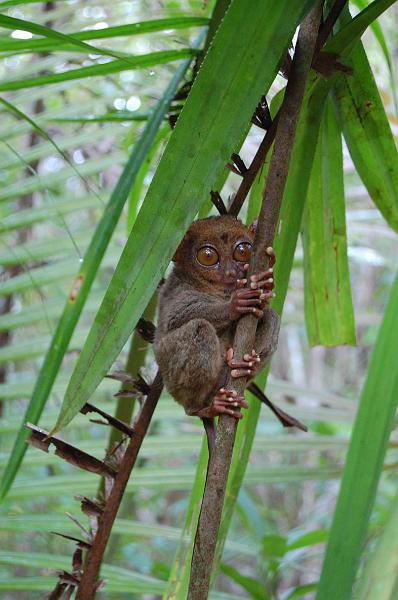 DSC_0299.JPG - Philippine Tarsier. Cebu, Filippiinit 2008.